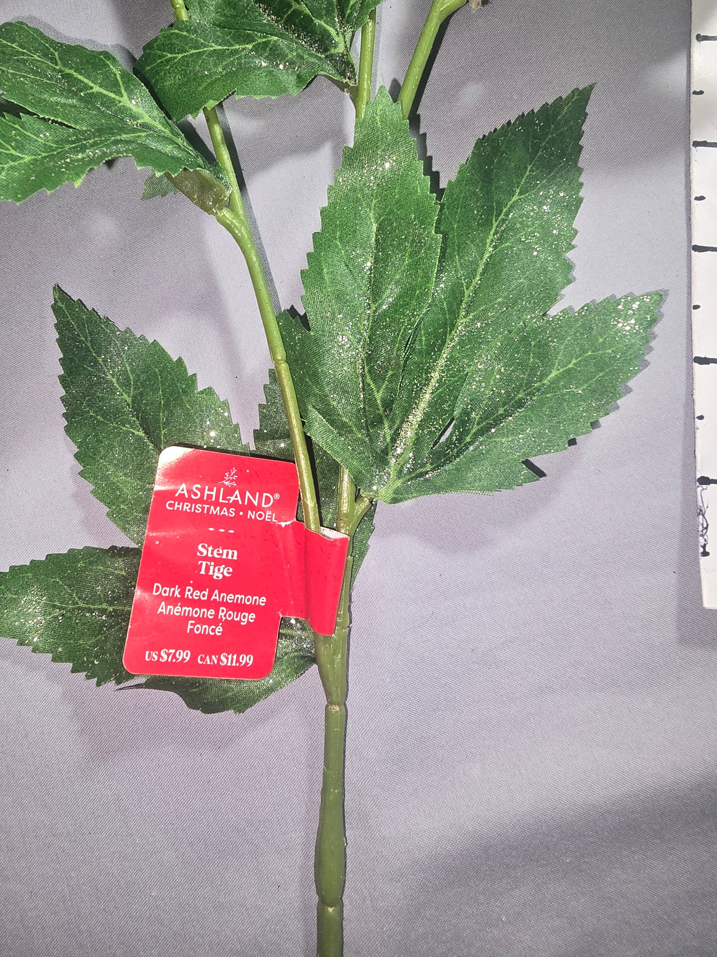 Ashland Dark Red Anemone