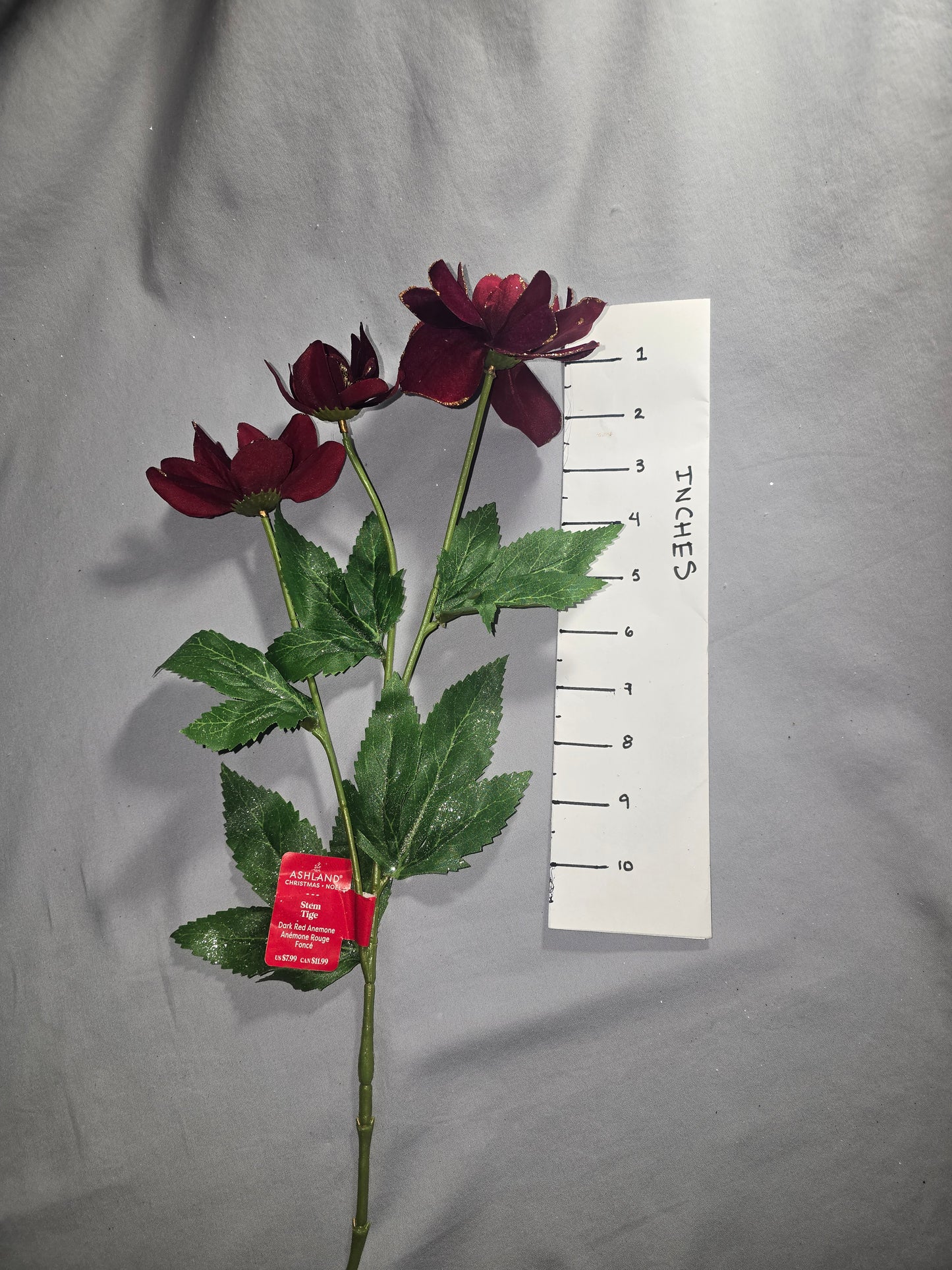 Ashland Dark Red Anemone